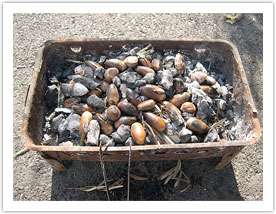 Acorns of Q. Itaburensis are prepared like chestnuts.