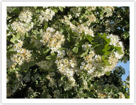 Mediterranean hawthorn (Crataegus azarolus) flowering in the spring