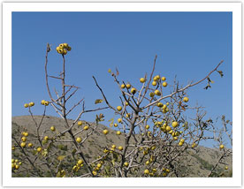 Mediterranean hawthorn supplies a lot of tasty fruits during the autumn