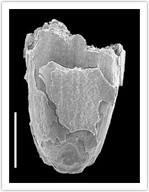 Ovate goatgrass (Aegilops cf. geniculata), SEM photographs of a burned grain fragment, dorsal view (scale bar, 1 mm.).