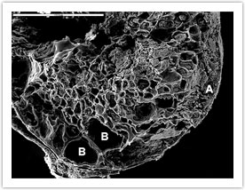 A transverse view from the top: During carbonization, the fire vaporized the natural moisture in the grain. The hot vapor destroyed some of the cell walls (A), producing holes (B) that are larger than the cells. Despite the heat, some areas of the cell tissue were preserved almost intact, whereas other areas are visibly deformed. Scale bar is 0.5 mm. 