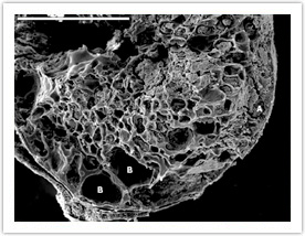 Photo 1: Burned grain of Aegilops cf. Geniculata. During carbonization (Figure from Goren-Inbar et al., 2004).