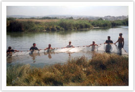 Figure 2: Colection of fish in Lake Hula