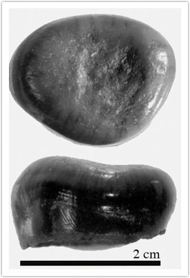 Figure 3: Large molariform teeth dorsal and lateral view